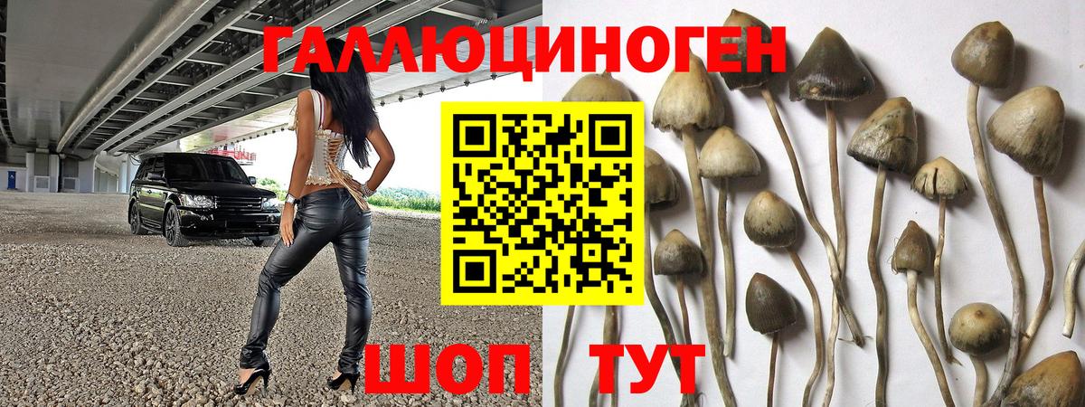 Галлюциногенные грибы Psilocybe Чернушка